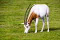 Scimitar-horned Oryx in the wild